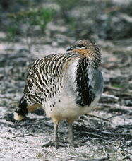 Yongergnow Australian Malleefowl Centre - Sunshine Coast Guide 0