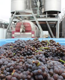 Punt Road Winery - Sunshine Coast Guide 4