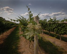 Punt Road Winery - Sunshine Coast Guide 7