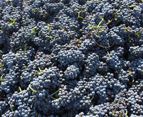 Punt Road Winery - Sunshine Coast Guide 6