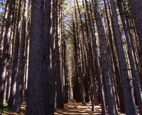 Sugarpine Walk - Sunshine Coast Guide 2