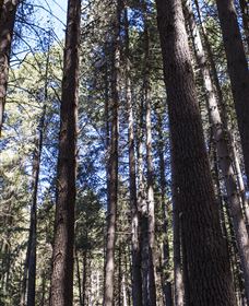 Sugarpine Walk - Sunshine Coast Guide 1