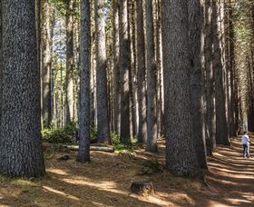 Sugarpine Walk - Sunshine Coast Guide 0