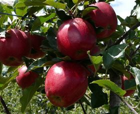 Wilgro Orchards - Sunshine Coast Guide 3