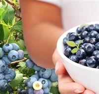 Jolly Berries - Sunshine Coast Guide