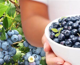 Jolly Berries - Sunshine Coast Guide 0