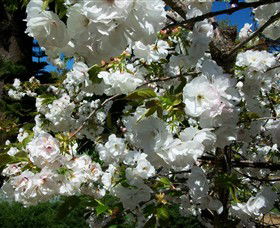 Beleura The House And Garden - Sunshine Coast Guide 1