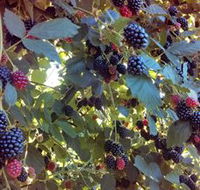 Gunnadoo Berries - Sunshine Coast Guide