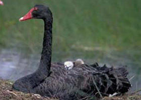 French Island Marine National Park - Sunshine Coast Guide 0