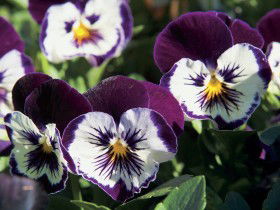 Newtown Park State Rose Garden - Sunshine Coast Guide 0