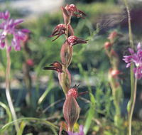 Carnamah-Eneabba Wildflower Drive - Sunshine Coast Guide