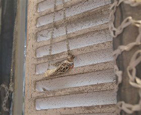 Sacs On Jenkins - Sunshine Coast Guide 6