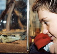 Canberra Reptile Zoo - Sunshine Coast Guide