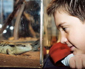 Canberra Reptile Zoo - Sunshine Coast Guide 0