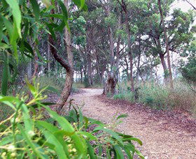 Mount Mutton Walking Trail - Sunshine Coast Guide 0