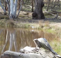 Mulligans Flat - Sunshine Coast Guide