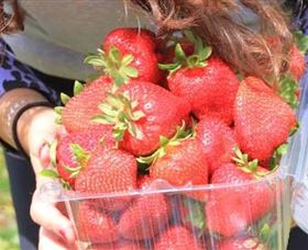 Mia Cucina Walking Food Tours - Sunshine Coast Guide 5