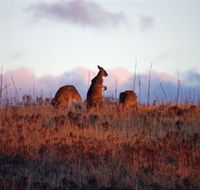 Dingo Tours - Sunshine Coast Guide