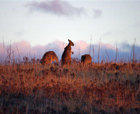 Dingo Tours - Sunshine Coast Guide 0