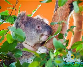 Sydney Photo Tours - Sunshine Coast Guide 2