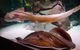 SEA LIFE Sydney Aquarium - thumb 4