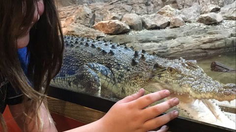 Canberra Reptile Zoo - Sunshine Coast Guide 3