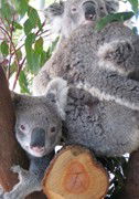 Cohunu Koala Park - Sunshine Coast Guide 1