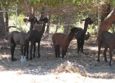 Cohunu Koala Park - Sunshine Coast Guide 2