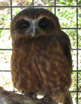 Cohunu Koala Park - Sunshine Coast Guide 3