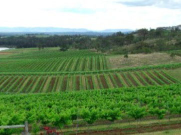 Hunter Vineyard Tours - Sunshine Coast Guide 2