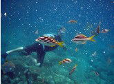 Imagine Cruises - Sunshine Coast Guide 0