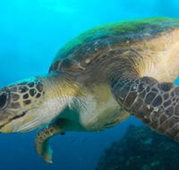Byron Bay Dive Centre - Sunshine Coast Guide