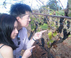 Wine Country Tours - Sunshine Coast Guide 3