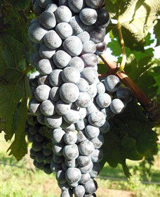 Wine Country Tours - Sunshine Coast Guide 8