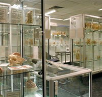 Museum of Human Disease - Sunshine Coast Guide