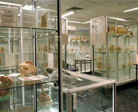 Museum Of Human Disease - Sunshine Coast Guide 0