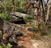 Box Head track - Sunshine Coast Guide