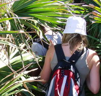 Palm Jungle loop track - Sunshine Coast Guide