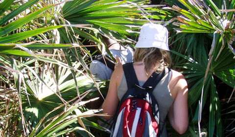 Palm Jungle Loop Track - Sunshine Coast Guide 0