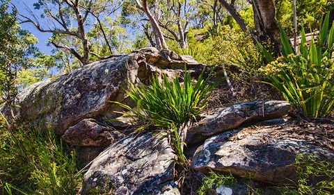 Canoelands Ridge Walking Track - Sunshine Coast Guide 1