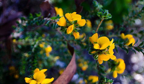 Canoelands Ridge Walking Track - Sunshine Coast Guide 2