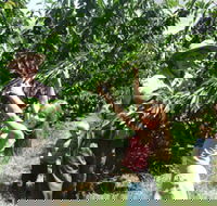 Forest Range Cherries - Sunshine Coast Guide