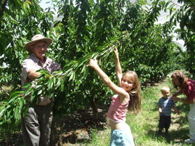 Forest Range Cherries - Sunshine Coast Guide 0