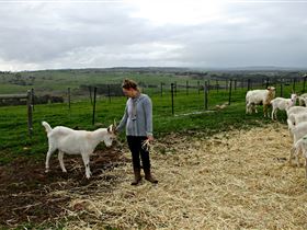 Kangarilla Creamery - Sunshine Coast Guide 2