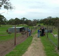 Avenue Emus - Sunshine Coast Guide