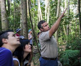 Paluma And Crystal Creek Rainforest - Sunshine Coast Guide 2