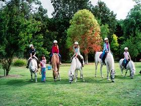 Limestone Coast Horseriding - Sunshine Coast Guide 0