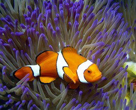 Reef HQ Aquarium - Sunshine Coast Guide 0