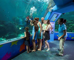 Reef HQ Aquarium - Sunshine Coast Guide 2