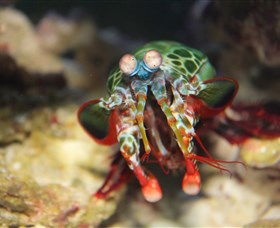 Reef HQ Aquarium - Sunshine Coast Guide 3